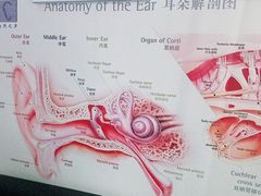 -自然之声助听器(平凉店)