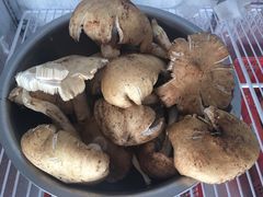 -蘑统田下·野生菌火锅