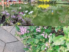 -深圳仙湖植物园