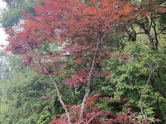 -叠溪松坪沟景区
