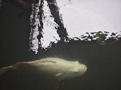 -蓝湾碧波·老字号·疍家非遗海上餐厅