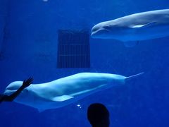 -芜湖新华联大白鲸海洋公园