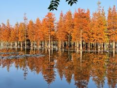 -白鹭湾湿地公园