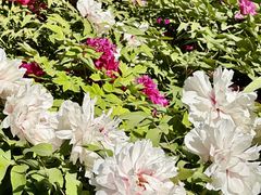 -莲花池公园