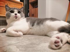 -安安宠医宠物医院·异宠·犬猫内科(岳阳分院)