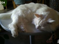 -Babycat私家御饼屋(龙头路一店)