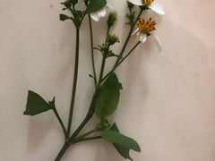 -百果园PAGODA(爱华市场店)