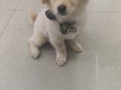 -菲尔斯特宠物医院