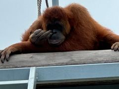 -西霞口神雕山野生动物世界