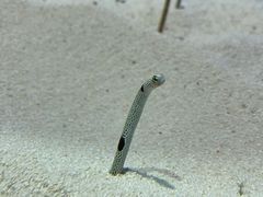 -上海海洋水族馆