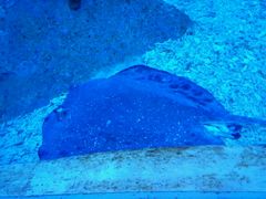 -芜湖新华联大白鲸海洋公园