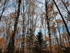 -五营红松林海景区