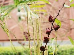 -广州神农草堂中医药博物馆