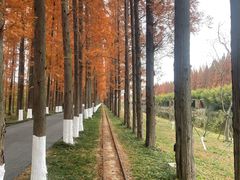 -黄海国家森林公园