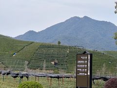 -龙坞茶村