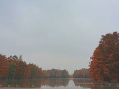 -池杉湖湿地公园