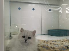 -1013 PET SHOP精品宠物商店(丁香店)