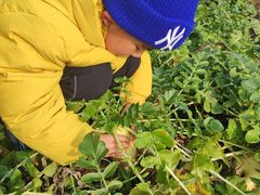 -前小桔亲子创意农场·草莓采摘·露营烧烤