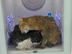 -爱洗澡的猫(天河路店)