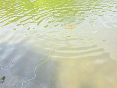 -重庆彩云湖湿地公园