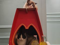 -安格丽娜·狗咖·猫咖羊驼咖(春熙路百盛商场店)
