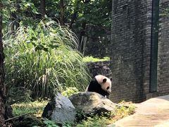 -都江堰中华大熊猫苑