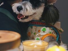-Punchline Coffee&Roaster(同济大学店)