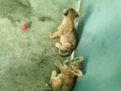 -西安秦岭野生动物园