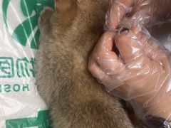 -瑞派宠物医院·24h·骨外科·皮肤科·全科宠物医疗转诊中心(沈阳浑南院)