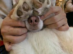 -Husky Go! 哈士奇体验馆·宠物咖啡厅狗咖