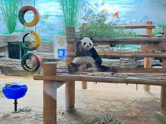 -西霞口神雕山野生动物世界