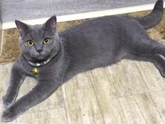 -瑞鹏宠物医院·爱宠堂·骨外专科(西荷分院)