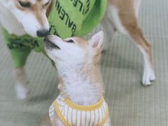 -逗柴咖啡屋·狗咖猫咖宠物桌游