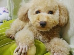 -帕帕拉兹宠物(亚洲旗舰店)