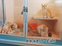 -十年猫舍·猫咪专门店(普陀店)