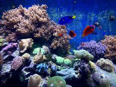 -珠海长隆海洋王国