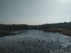 -上海海湾国家森林公园