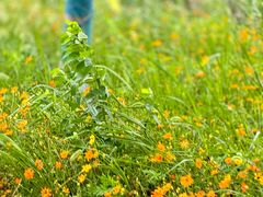 -泗洪洪泽湖湿地景区