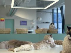 -怪兽屋·羊驼·猫咖·狗咖(俊华广场店)