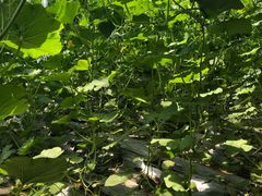 -万源龙顺度假庄园生态观光园