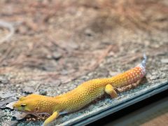 -帕帕拉兹宠物(亚洲旗舰店)