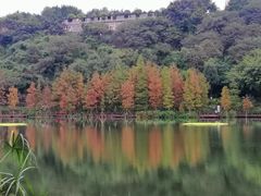 -重庆彩云湖湿地公园