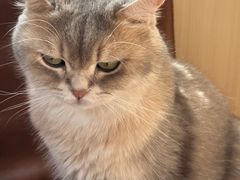-MOCHA明星猫咖(田子坊店)