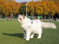 -喵zoo家庭繁育猫舍(尖东智能花园店)