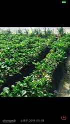 -蓝呗呗蓝莓草莓采摘园(通州区马驹桥店)