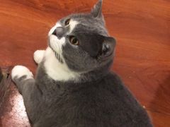 -猫小院猫主题咖啡厅(北锣店)