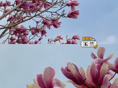 -桃花堤公园
