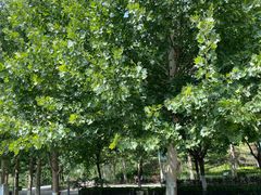 -大兴滨河森林公园