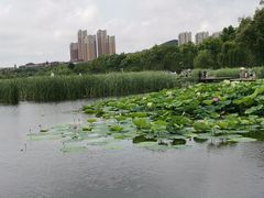 -前关湿地公园