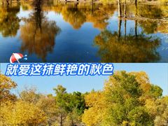 -金塔沙漠胡杨林景区